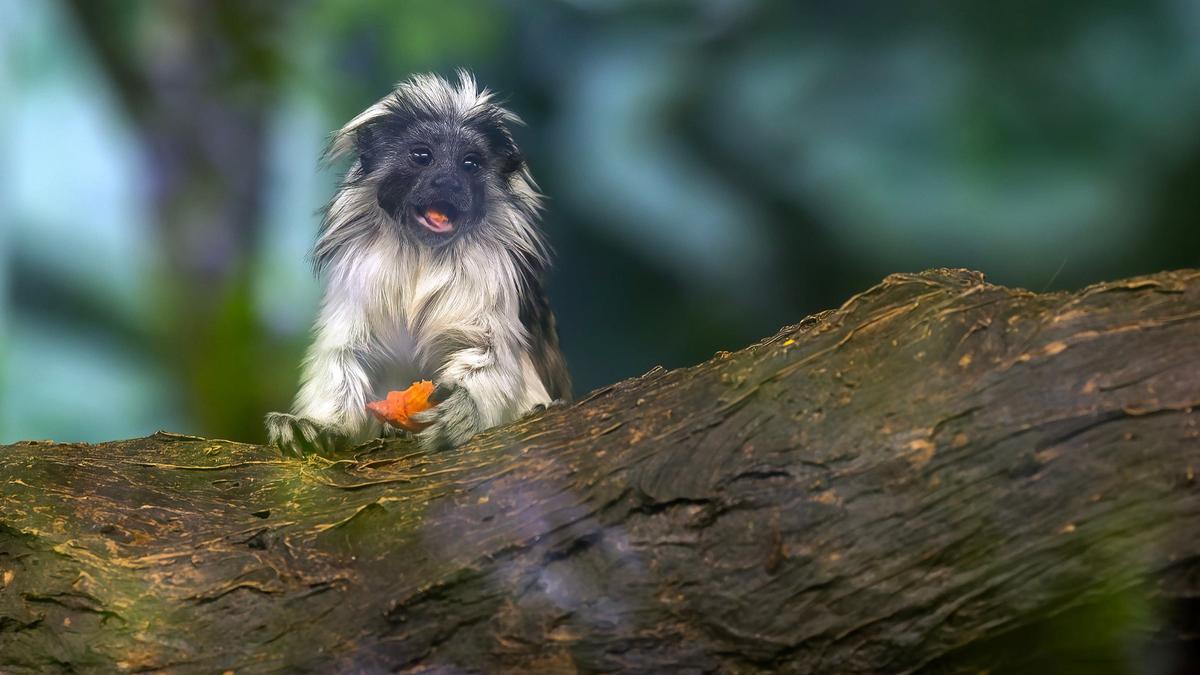 Cotton-top tamarin parents Eddie and Mimi were matched as part of the Species Survival plan.