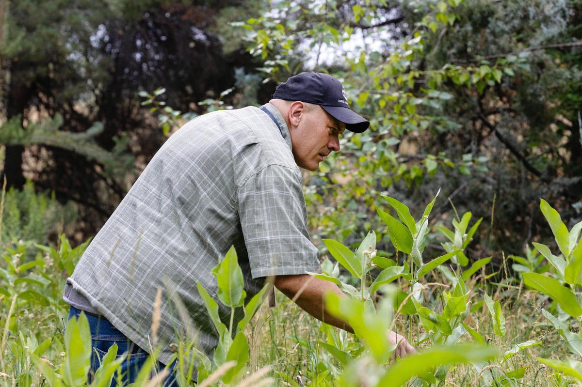 Boise Parks and Recreation volunteer coordinator Jerry Pugh looks for monarch eggs and caterpillars on milkweed plants at Kathryn Albertson Park on Tuesday. The city has a Parks, Monarchs, and Milkweeds Program, that asks volunteers to monitor milkweed patches throughout the city and to report back sightings of monarch butterfly eggs, larvae, and pupae.