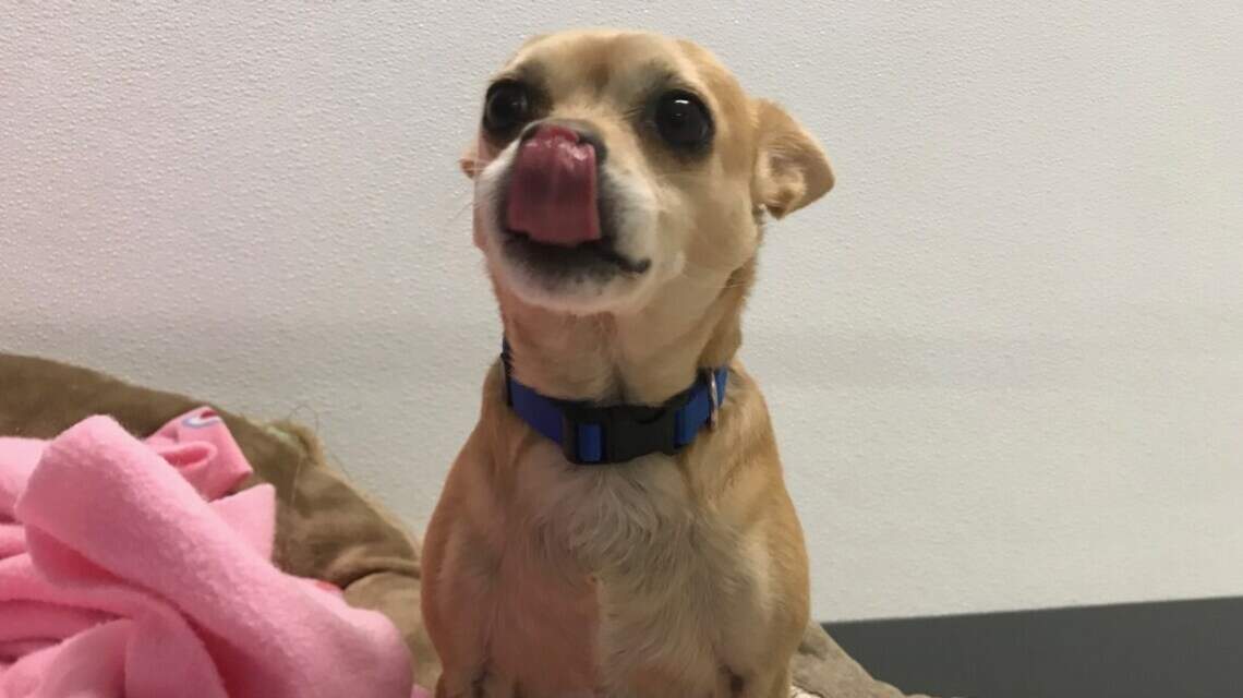 Meridian Pet of the Week: Oscar