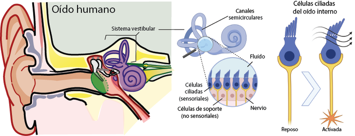 Las estructuras que detectan el movimiento y el equilibrio en nuestros cuerpos están dentro de nuestro oído interno. El sistema vestibular está formado por estructuras óseas huecas llenas de un líquido gelatinoso, llamado canales semicirculares. En su base, muchas pequeñas células ciliadas esperan cualquier movimiento en el líquido para comenzar a disparar señales eléctricas al cerebro.