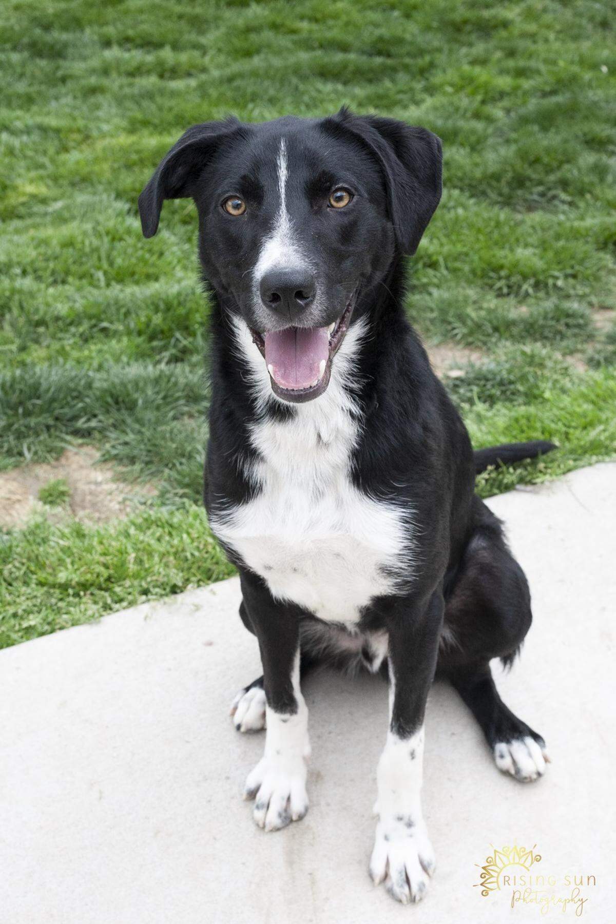 Bandit the dog is available for adoption at the West Valley Humane Society.