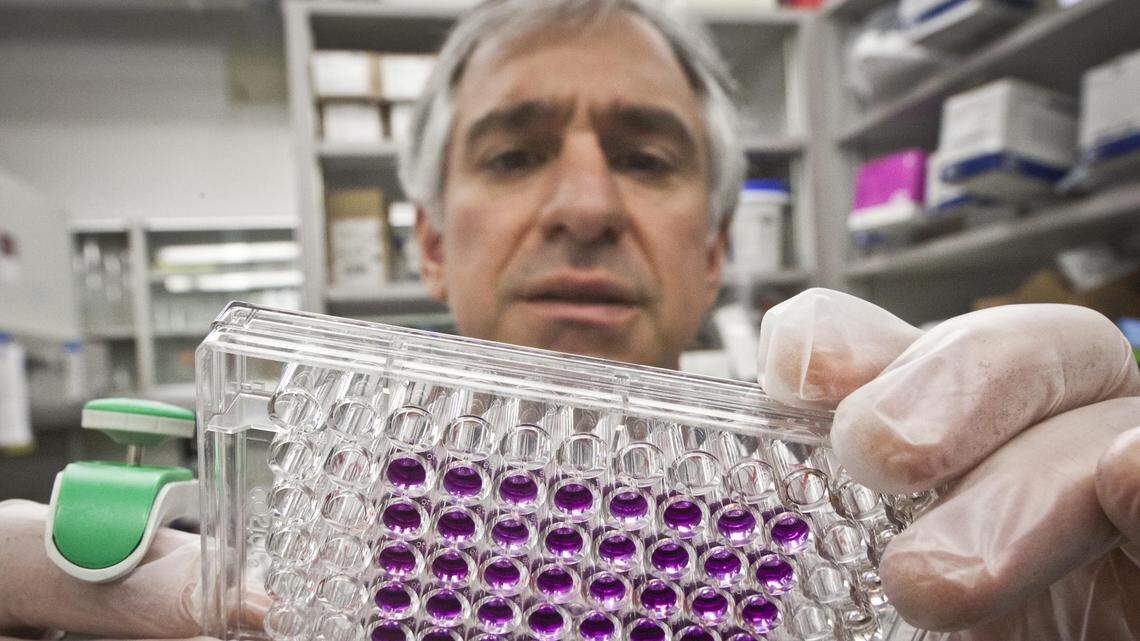 DNA expert Greg Hampikian a professor of biology and criminal justice at Boise State University, inspects a plate of cells at his lab at BSU Thursday May 26, 2011. Hampikian and his staff have been analyzing DNA evidence in the Amanda Knox case as part of the Idaho Innocence Project. His research points away from Knox, who was convicted in Italy for the murder of a British student in which she was sharing a flat in 2007
