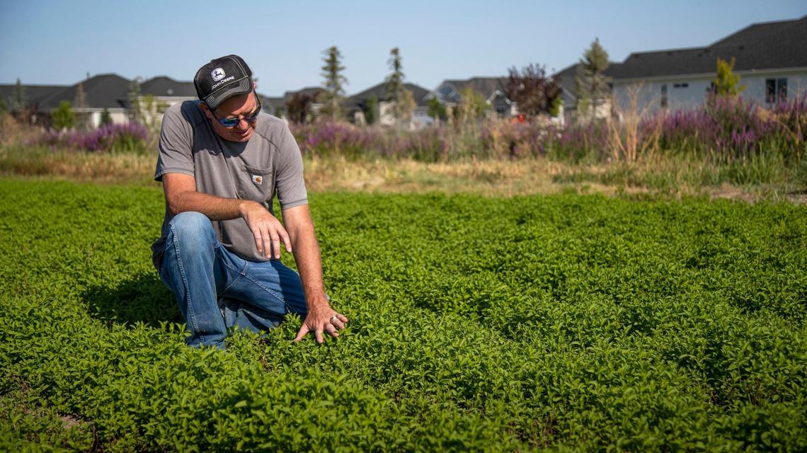 Idaho House Majority Leader Mike Moyle kneels in a crop of mint he is growing near the Legacy Development, a 590 acre planned community in Eagle near Highway 16. He grows a variety of crops on his land and on leased properties like this mint field. But he’s having to end his farming operations at some spots as their land owners decide to sell to developers instead.