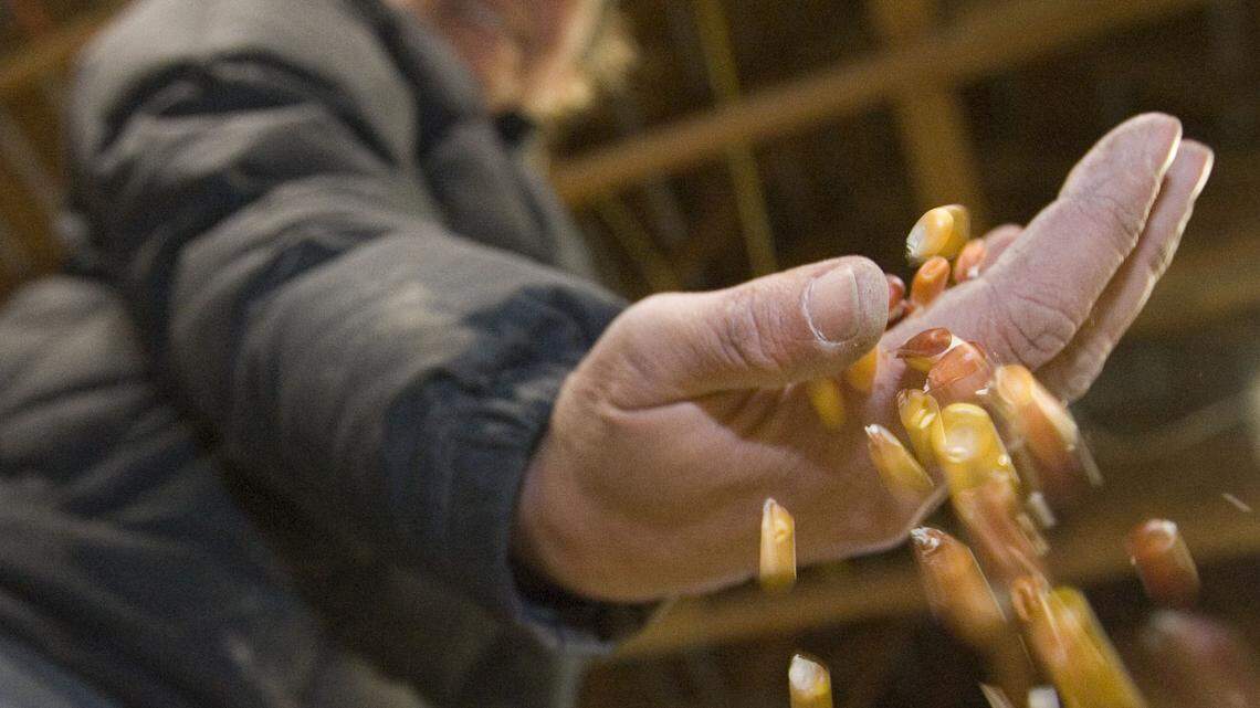 Nampa farm shows benefits of producing organic seeds for gardeners in Idaho, beyond