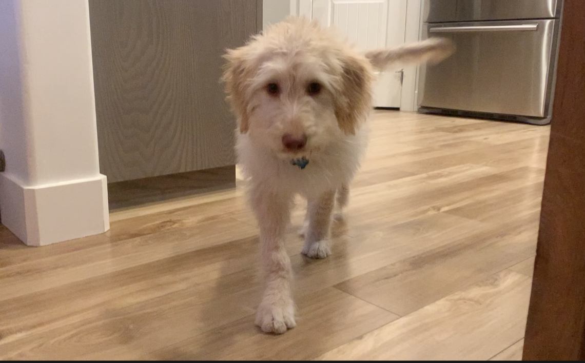 Jessica and Brian Bishop purchased their goldendoodle puppy, Molly, from Surf’s Up Puppy Shack on Nov. 29, 2019. She was diagnosed with parvovirus on Dec. 4.