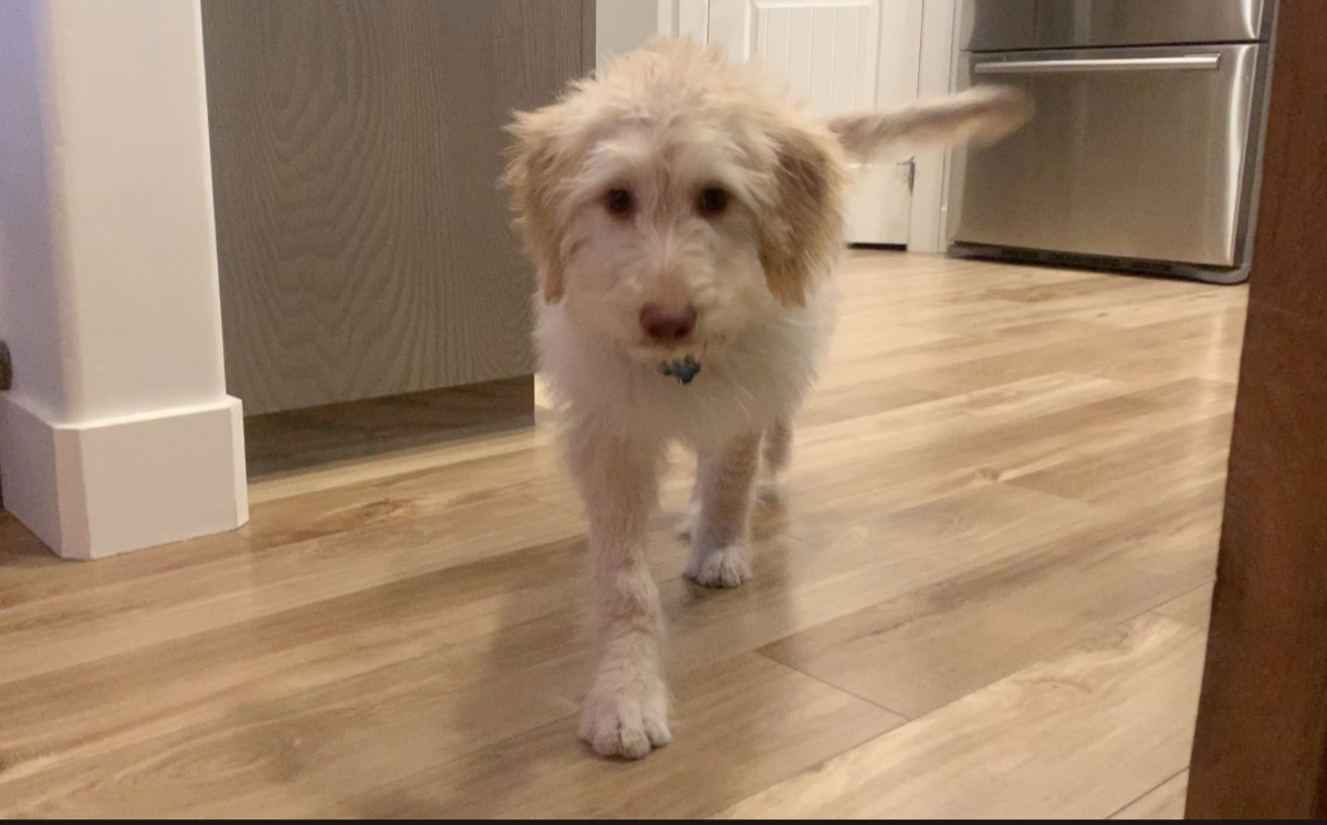 Jessica and Brian Bishop purchased their goldendoodle puppy, Molly, from Surf’s Up Puppy Shack on Nov. 29, 2019. She was diagnosed with parvovirus on Dec. 4.