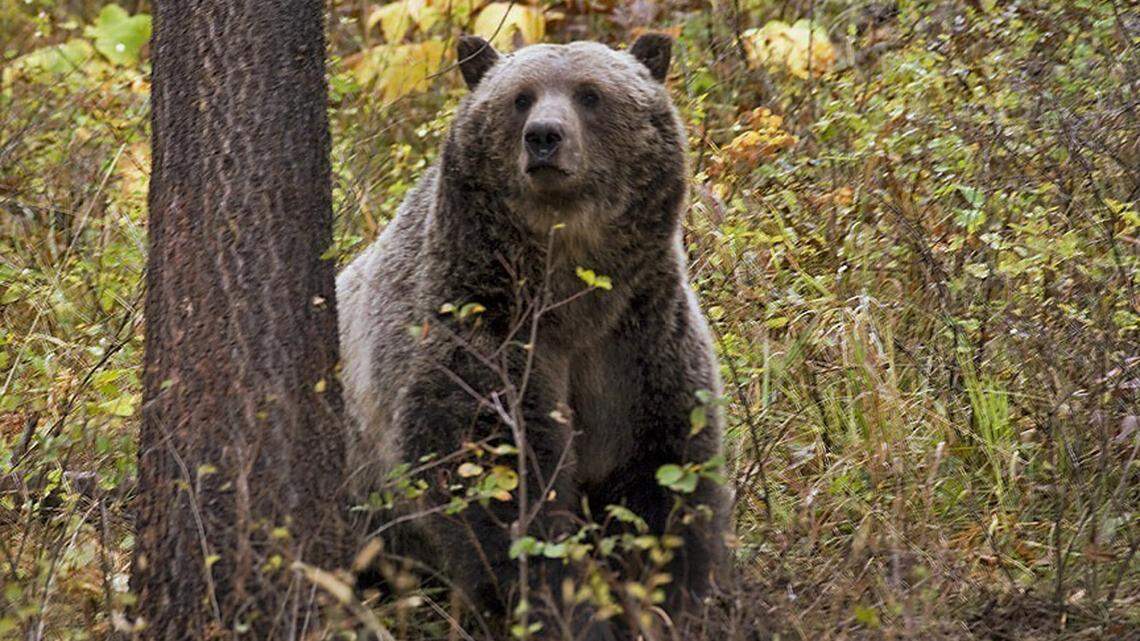 A grizzly bear spotted near Camas, in northwestern Montana. An Idaho woman who camped in Grand Teton National Park in Wyoming will pay a $5,800 fine for her messy campsite, which attracted a bear, prosecutors say.