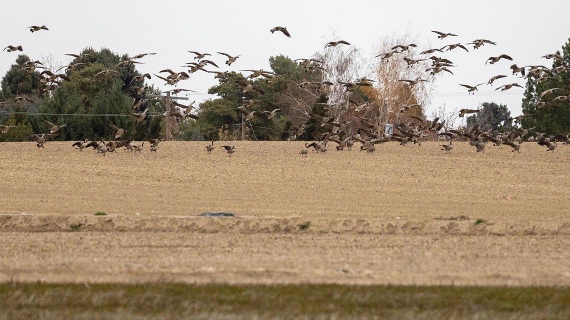 Canada geese land on a farm adjacent to the Deer Flat National Wildlife Refuge in Nampa. Some farmland could be developed into homes and businesses.