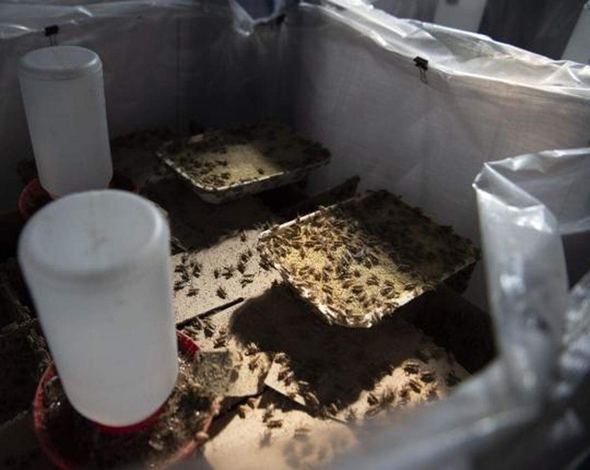 Acheta domesticus, or simple house crickets, mill about in their ‘cricket condo’ during a tour Monday at ecoBalance Farms near Hagerman. Each ‘condo’ holds a colony of around 300,000 crickets.