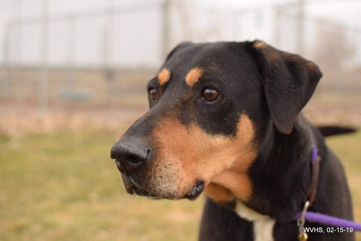 Daisy is available for adoption at the West Valley Humane Society.