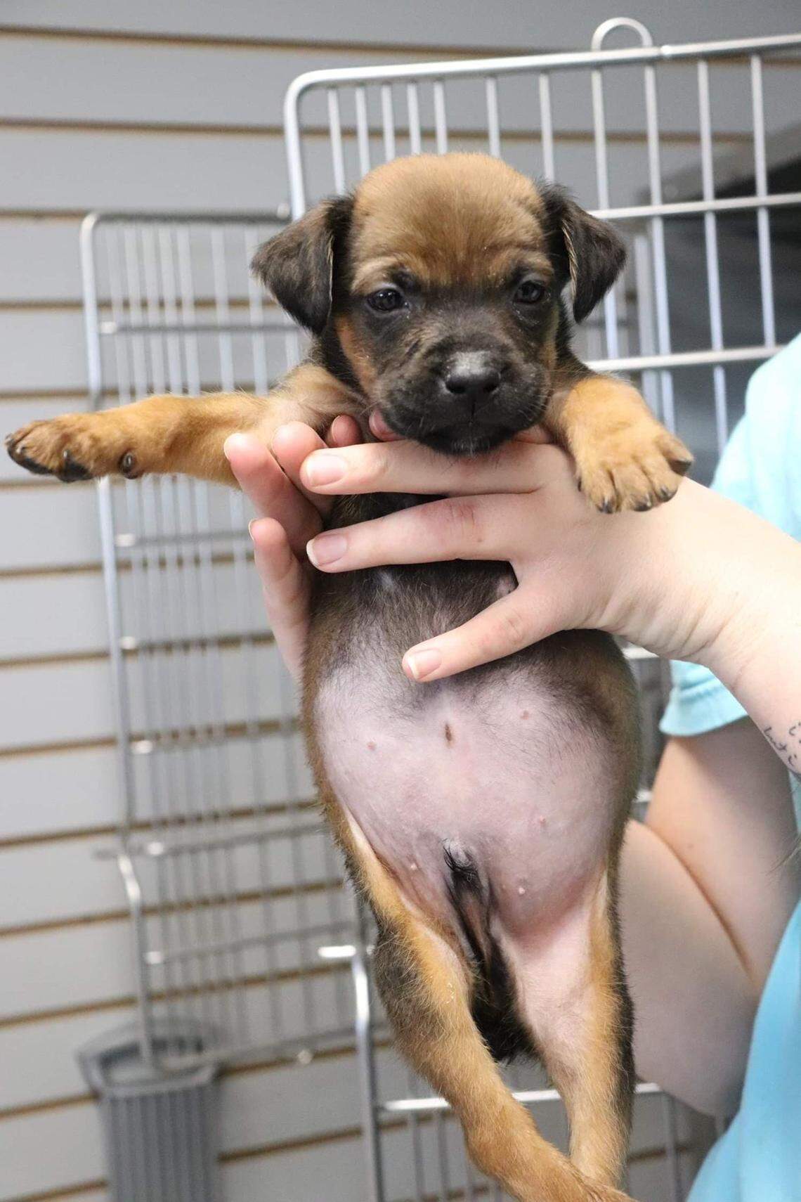 The Idaho Humane Society shared this photo on Facebook of Duckie, a puppy surrendered after his owners realized they’d never seen him have a bowel movement. The puppy was born with no anus and had a bloated stomach from being unable to defecate.