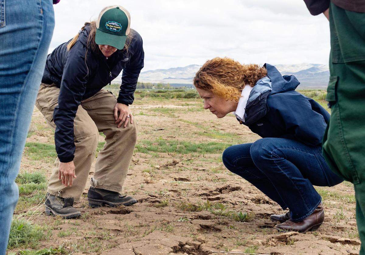 Courtney Wyatt, a fuel specialist with the Boise District Bureau of Land Management, points out young forage kochia plants in a fuel break in Elmore County to Tracy Stone-Manning, Director of the Bureau of Land Management of United States, on May 3. The site is part of a project started in 2016 to curb megafires.