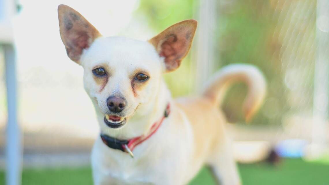 Meridian Pet of the Week: Malcolm