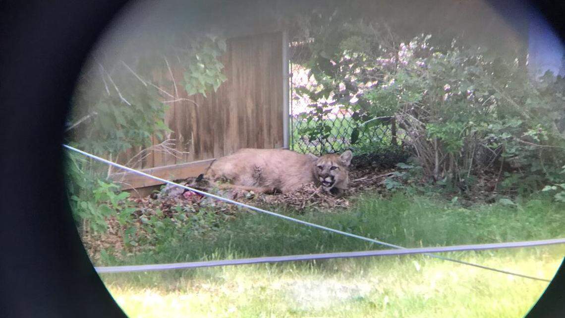 Officers from Colorado Parks and Wildlife have been working to remove the carcasses from yards in Golden, the department said. (Photo from CPW)