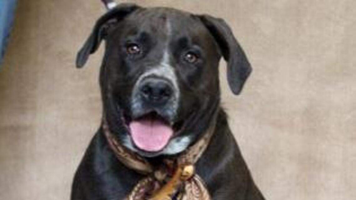 Ada County Pet of the Week: Ruby