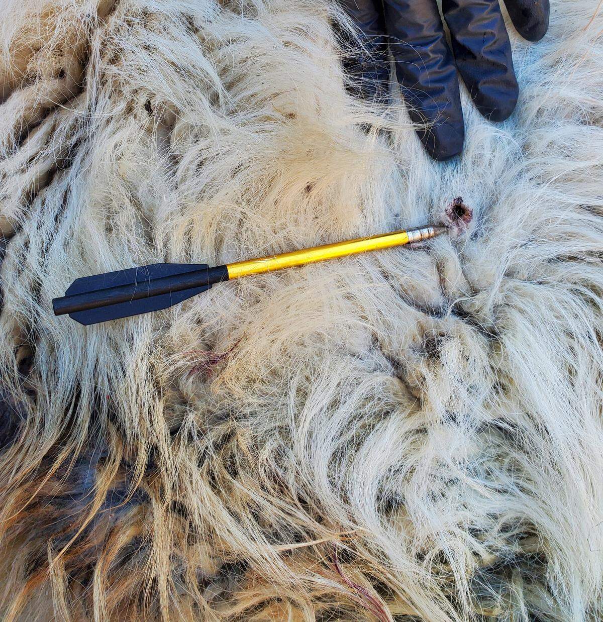 One of the two six-inch bolts removed from the goat’s body. An additional bolt, possibly the one formerly embedded in the goat’s head, was found nearby.