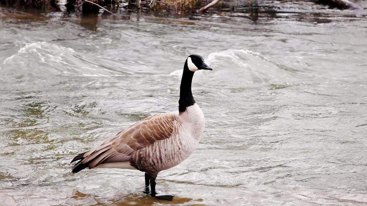 The U.S. Army Corps of Engineers has released some of the water stored in reservoirs into local rivers to prepare for future snowmelt.