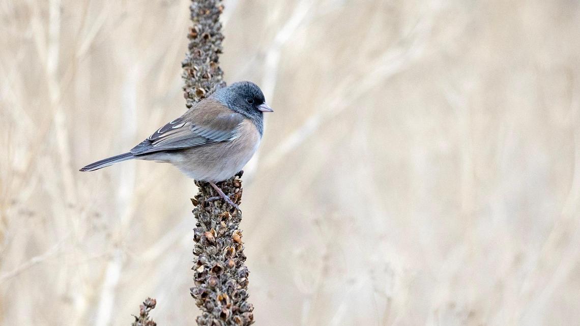 A dark eyed junco rests on a plant at Deer Flat National Wildlife Refuge in Nampa.