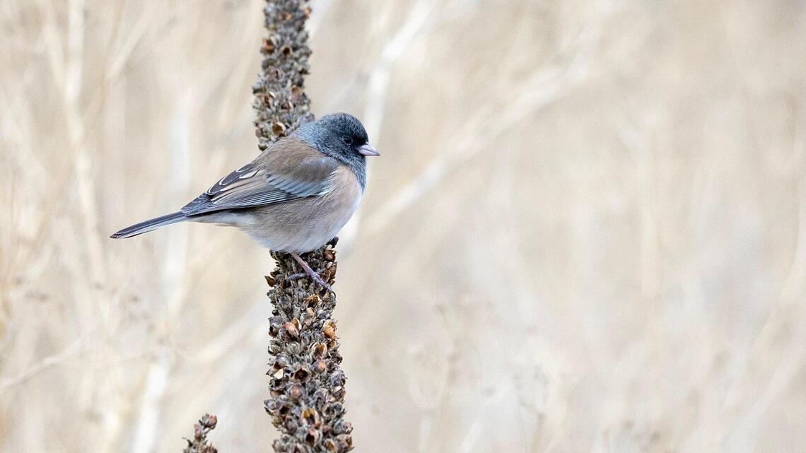 Development could creep closer to Idaho wildlife refuge. Nampa opponents ‘flabbergasted’