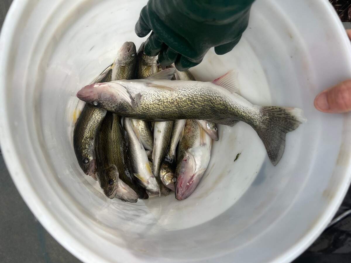 Idaho Fish and Game stocks walleye in three reservoirs: Oneida Narrows, Salmon Falls Creek, and Oakley. Walleye are not native in Southwest Idaho.