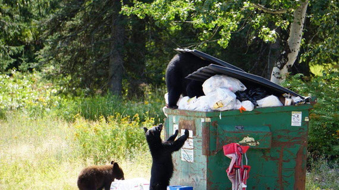 A hungry bear in search of food broke into cars, a home, two garages and stole a backpack in Montana, wildlife officials say.