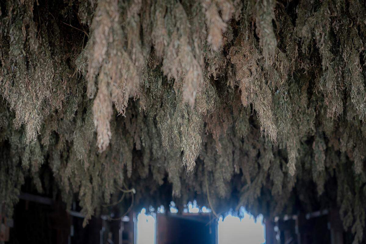 Hemp plats hang to dry in a barn at Ananda Hemp in Cynthiana, Ky., Thursday, Jan 24, 2019. (AP Photo/Bryan Woolston)