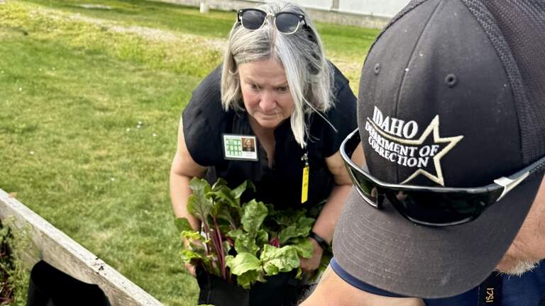 Veterans in Idaho prison harvest fresh produce from new garden for local families