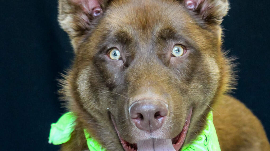 Ada County Pet of the Week: Muggs