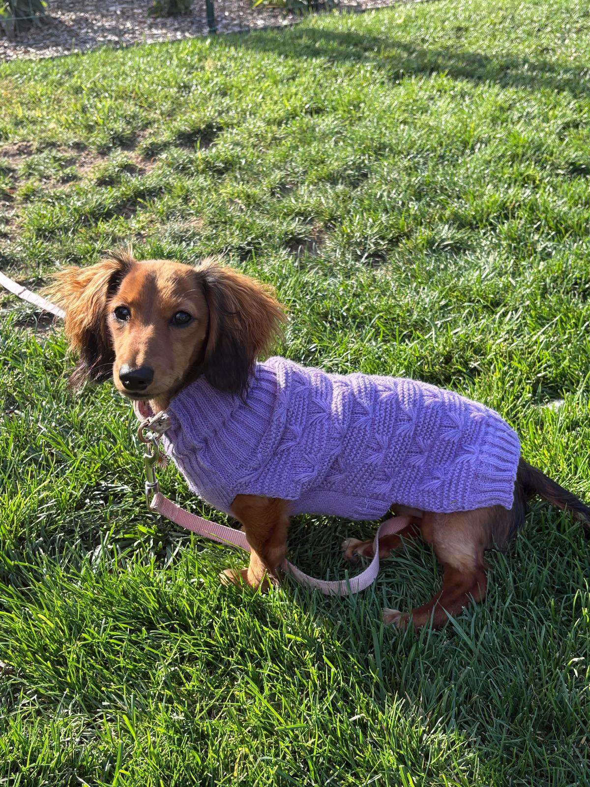 Mazikeen likes spending time outside, as long as the grass isn’t too wet or cold.