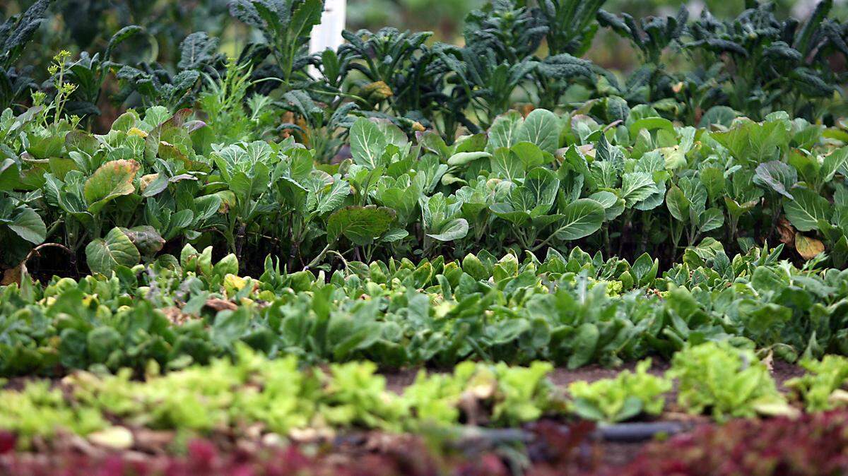 Green, leafy vegetables such as kale, lettuce and cabbage are fairly easy to grow, and can provide a lot of food for a little investment.