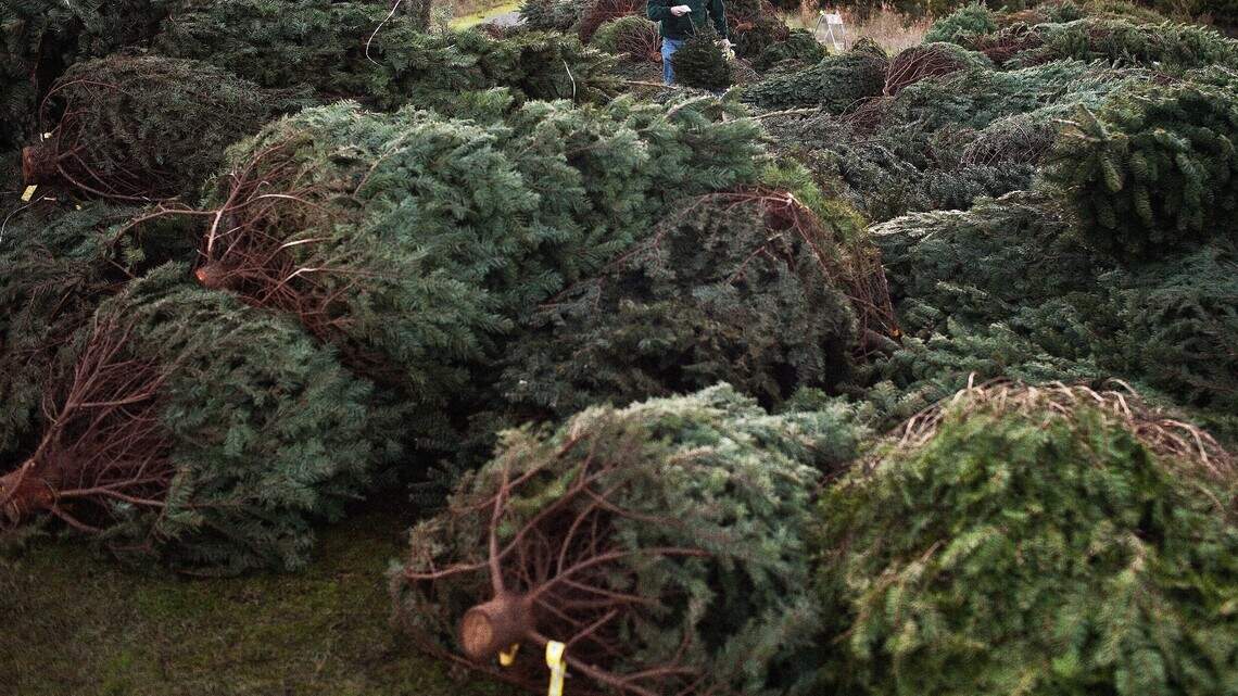 Don’t dump your Christmas tree: Recycle to help the environment, give it a second life