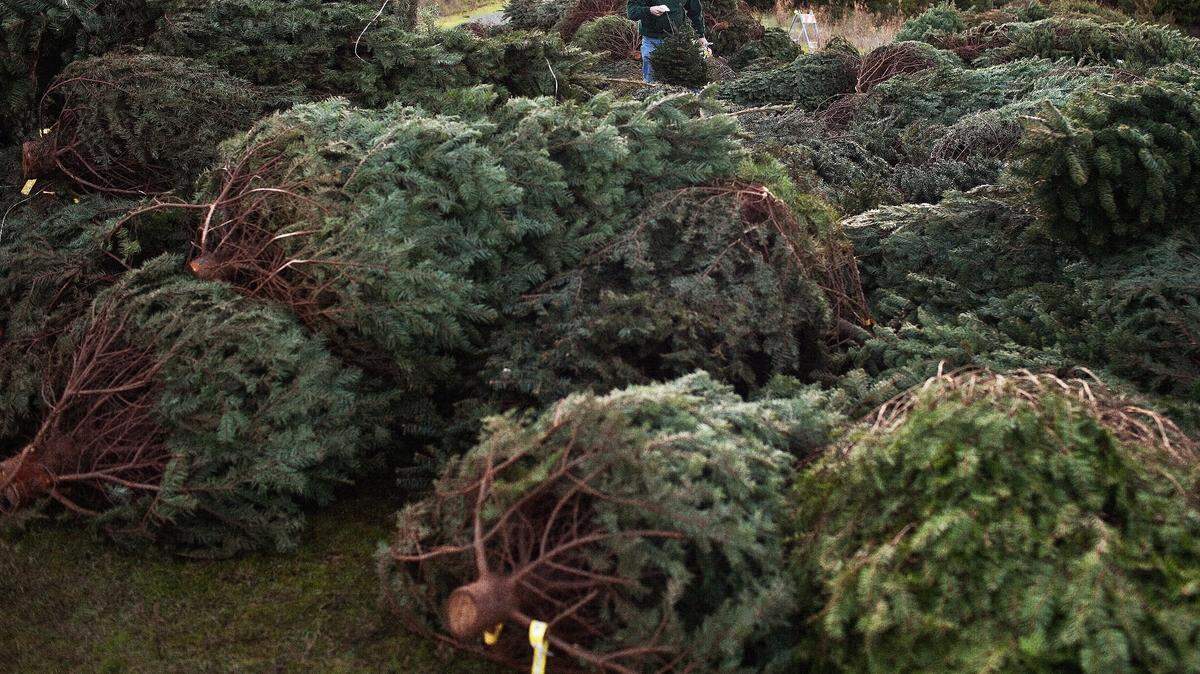 Keep your tree out of the dump with recycling options at Ada County Landfill and Kohlerlawn Cemetery.