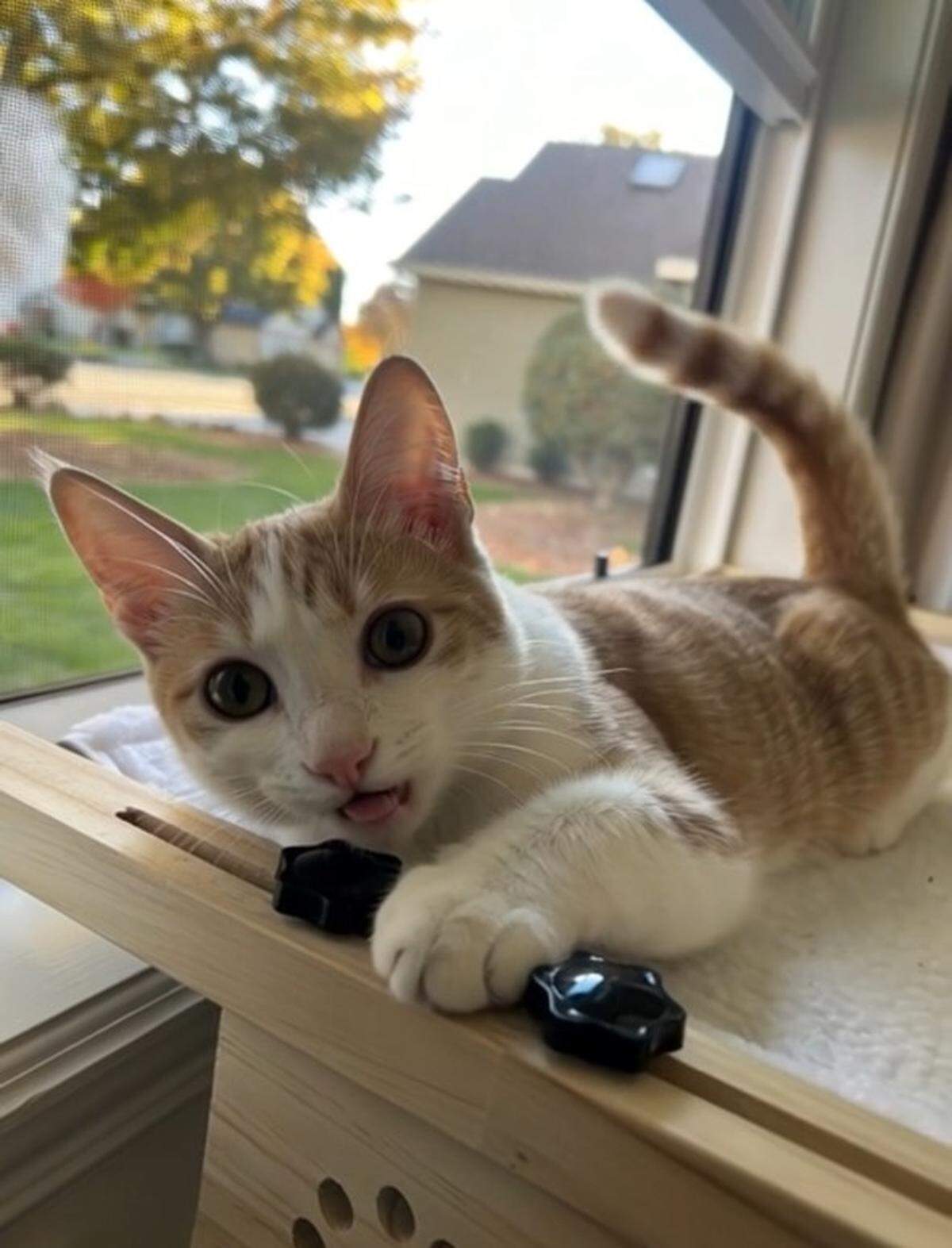 Idaho Statesman readers crowned Jib-jab, an orange tabby cat from Eagle, Idaho, the cutest cat in Treasure Valley in 2025.