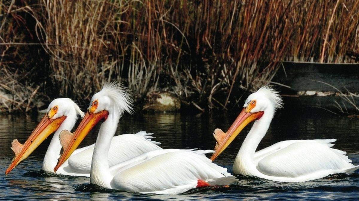 A man was arrested in Rexburg after allegedly grabbing a pelican and carrying it around a campground.