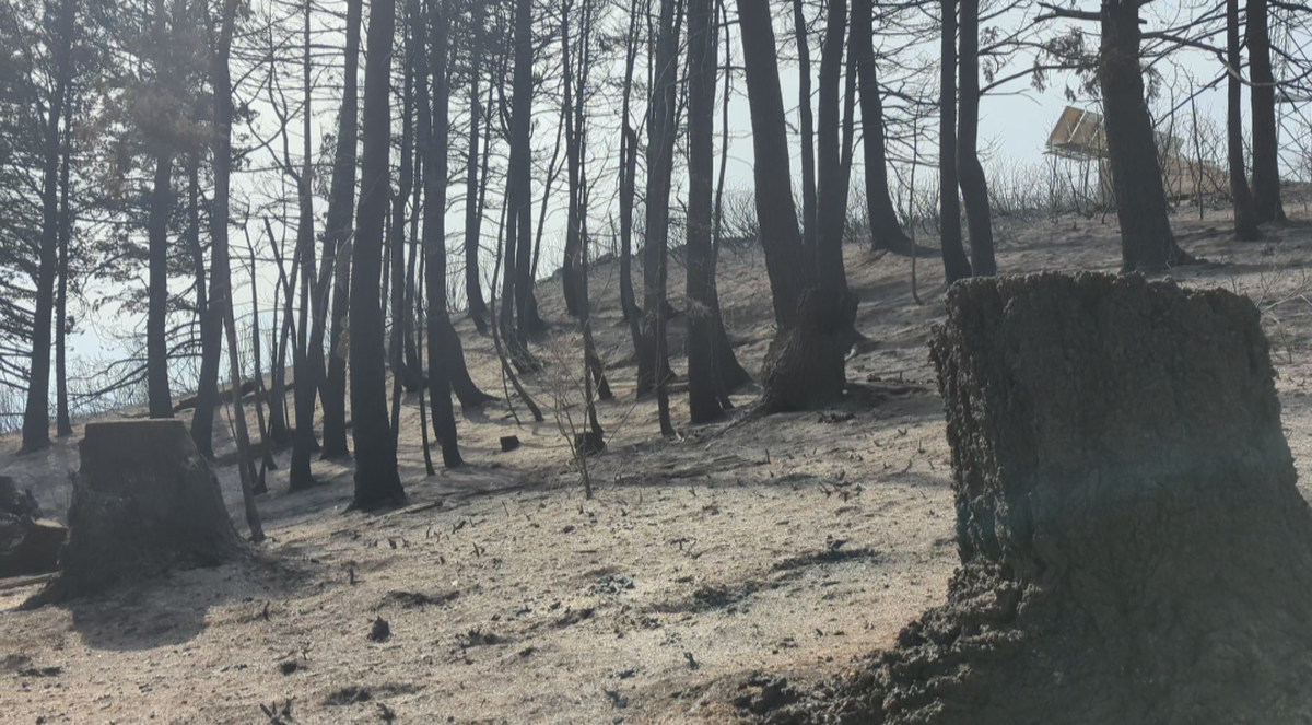 Many of the trees were burned, shown here in this Oct. 12, 2024, photo after the Valley Fire swept through.
