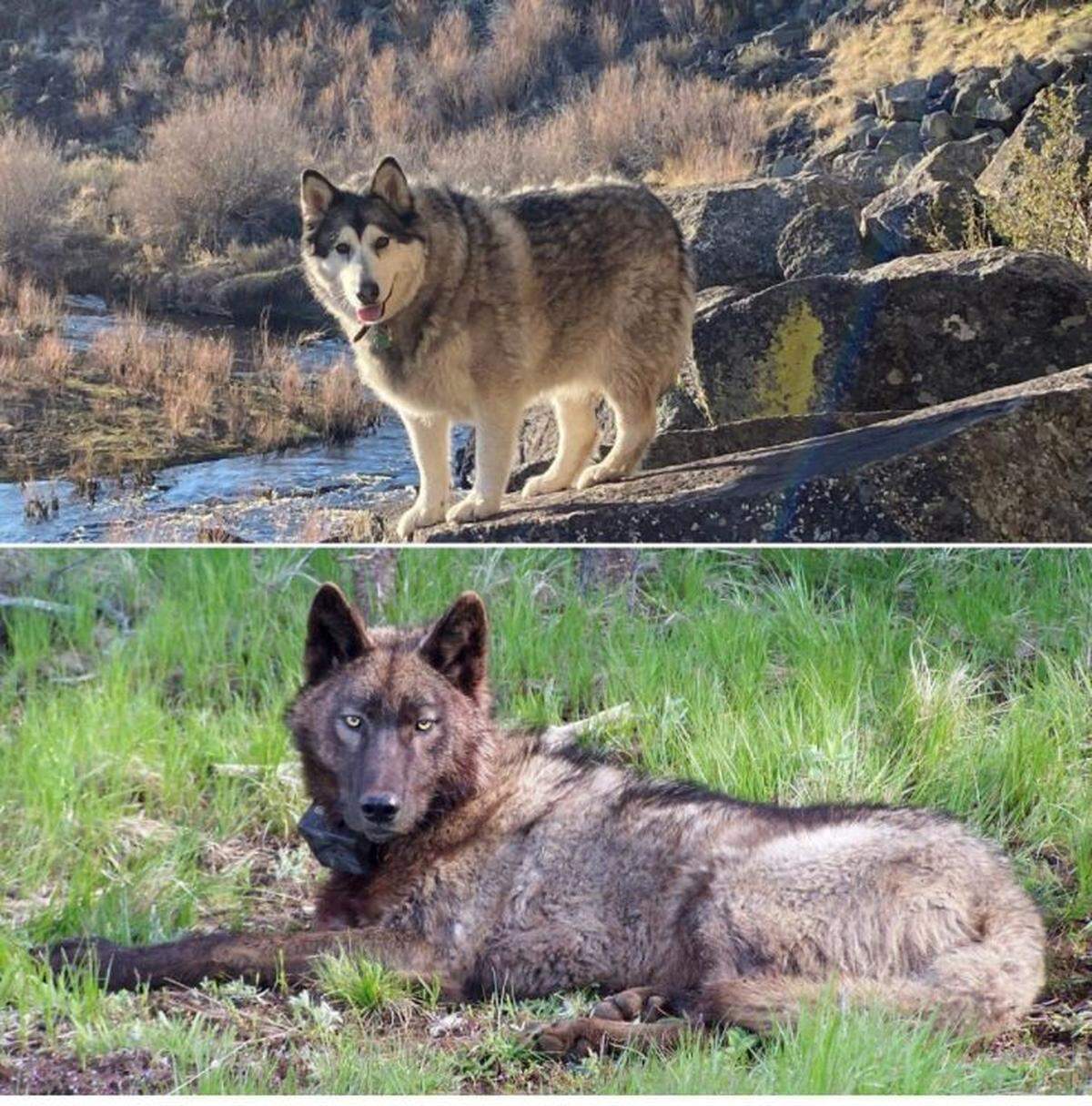 Suki, above, is an Alaskan malamute that was shot after being mistaken for a wolf. Below, a 2014 photo from Oregon Department of Fish and Wildlife shows a male gray wolf.