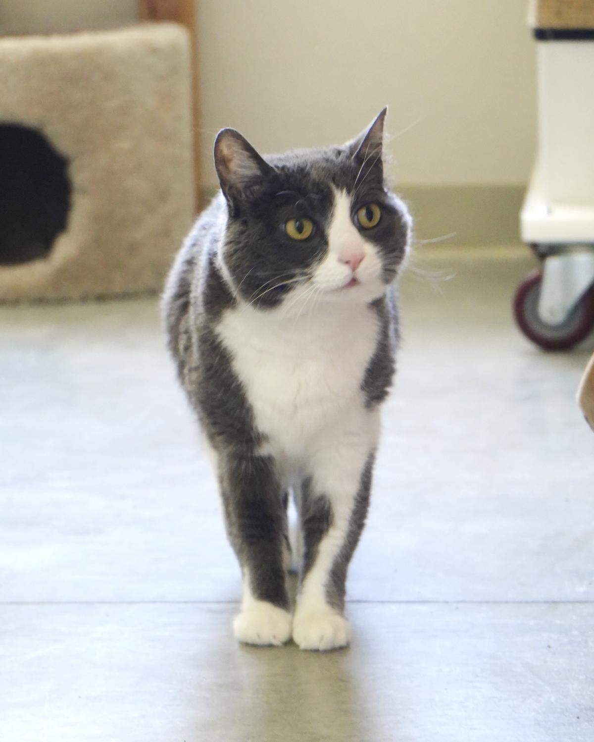 Alice the cat is available for adoption from Simply Cats.