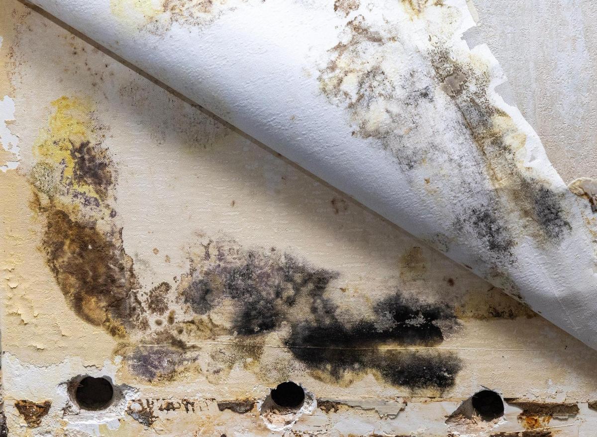 Mold has grown behind wallpaper at the ITD headquarters.