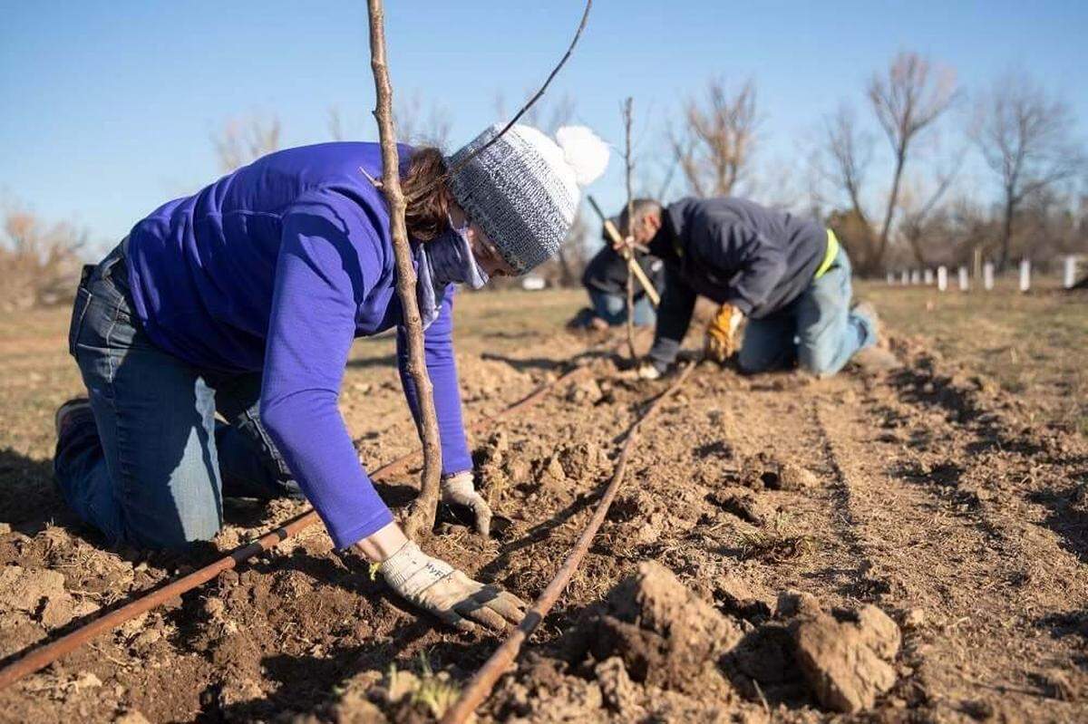 Workers plant trees in March 2021 for an orchard at Spaulding Ranch, a former agricultural property on the Bench that Boise is turning into a city park with an agricultural theme.