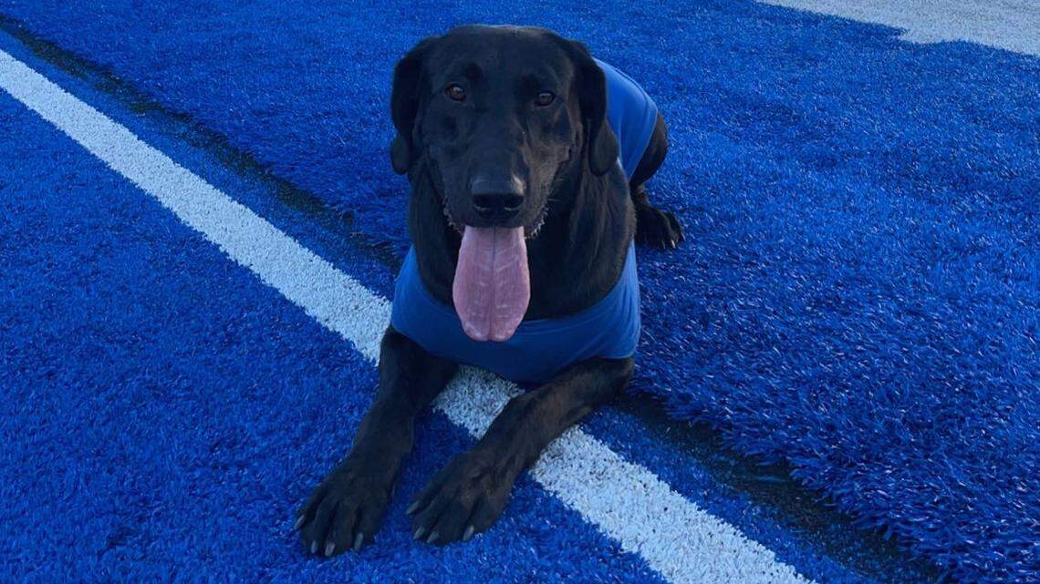 Baseball bats and barn vermin: These Idaho dogs do more than just play fetch on the job