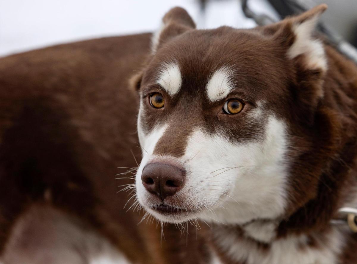 Mars is one of the canines on dog sled musher Liz Nevills’ team.