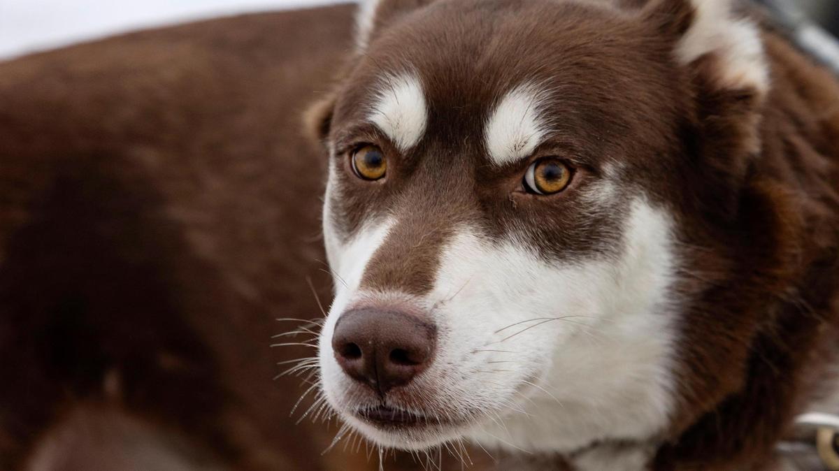 Mars is one of the canines on dog sled musher Liz Nevills’ team.