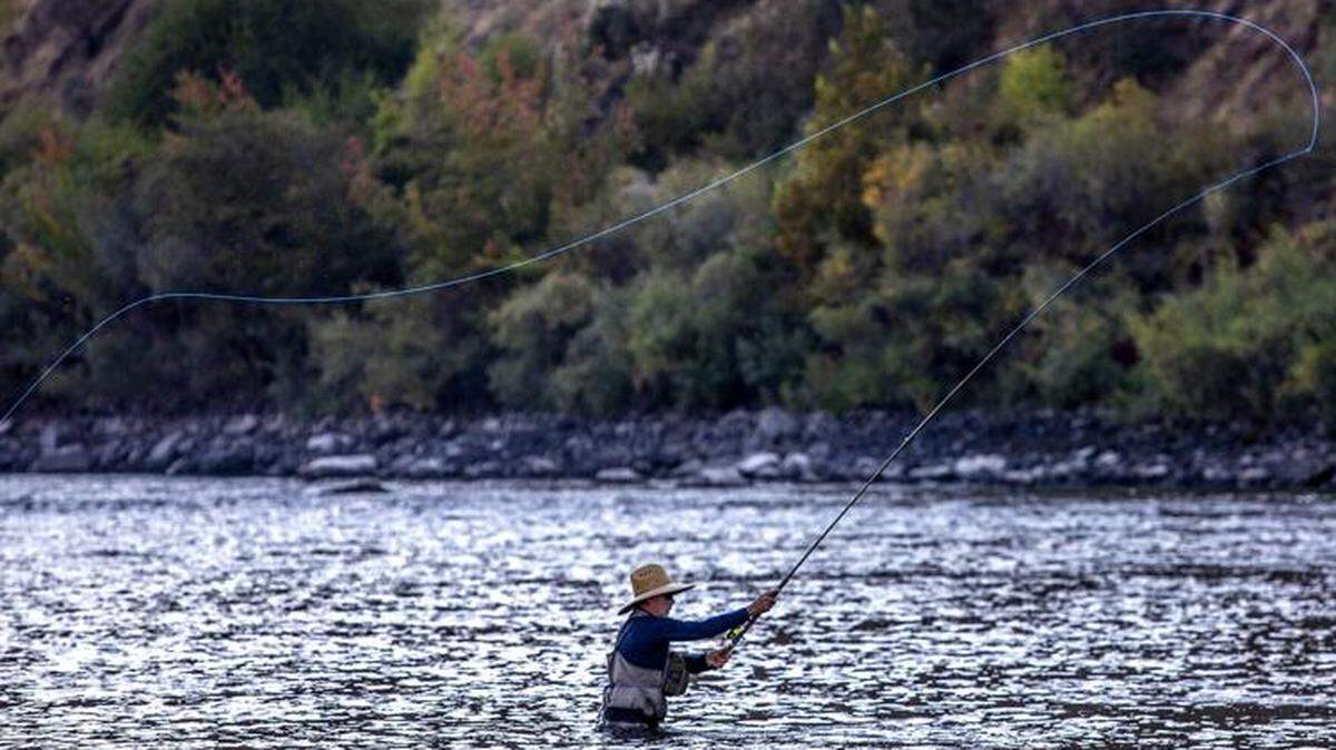 A fly fisherman swings his line into the water in the Clearwater River. Steelhead, especially B-run steelhead, are one of Idaho’s top trophy fish due to their large size, hard fighting ability and challenge to hook. But low expected returns this year mean the season may be canceled or cut short.