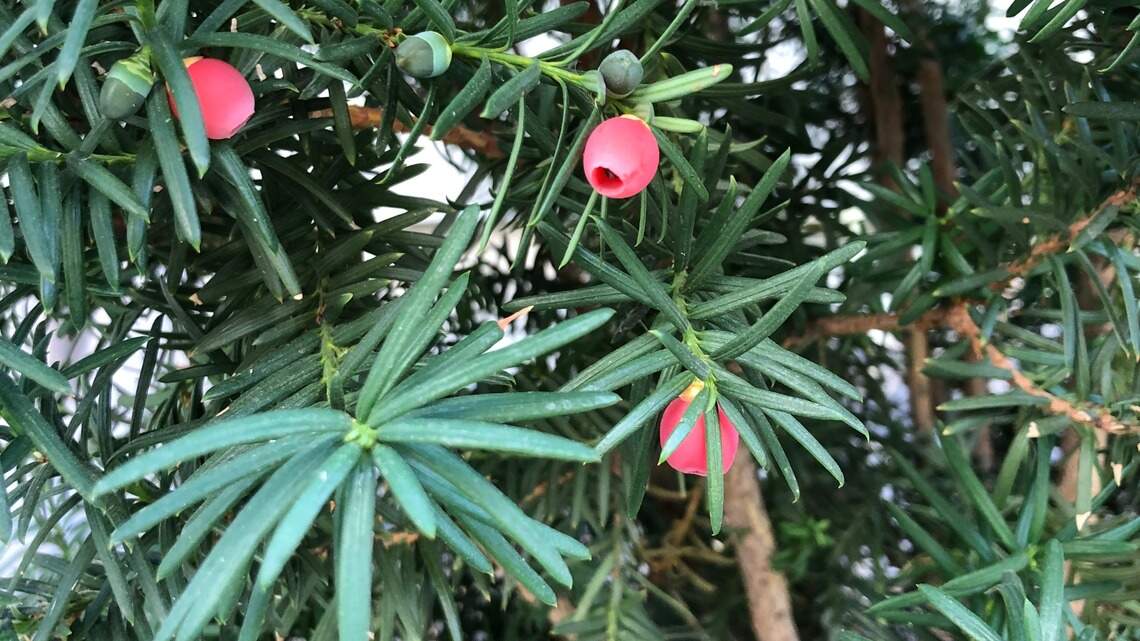 Yew plants sicken people, too. Family took 3-year-old to ER after eating berries.