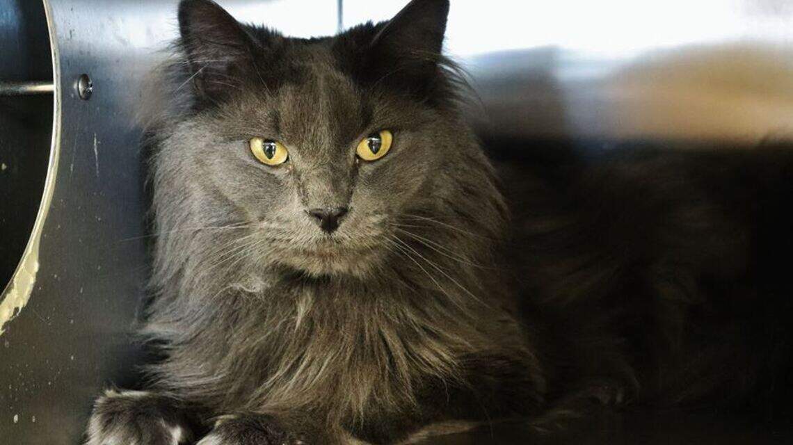 Ada County Pet of the Week: Gatsby