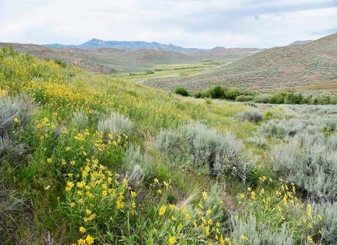 High-country desert flowers bloom in June 2019 at Rinker Rock Creek Ranch in central Idaho.