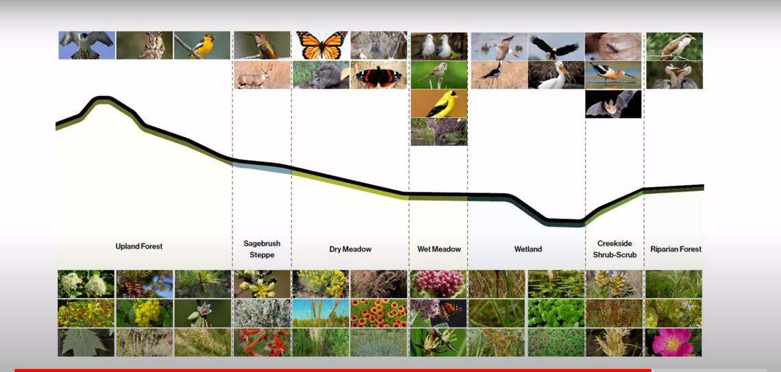 A display of the potential habitats that could exist on the lowland portion of the park, per Port’s design.