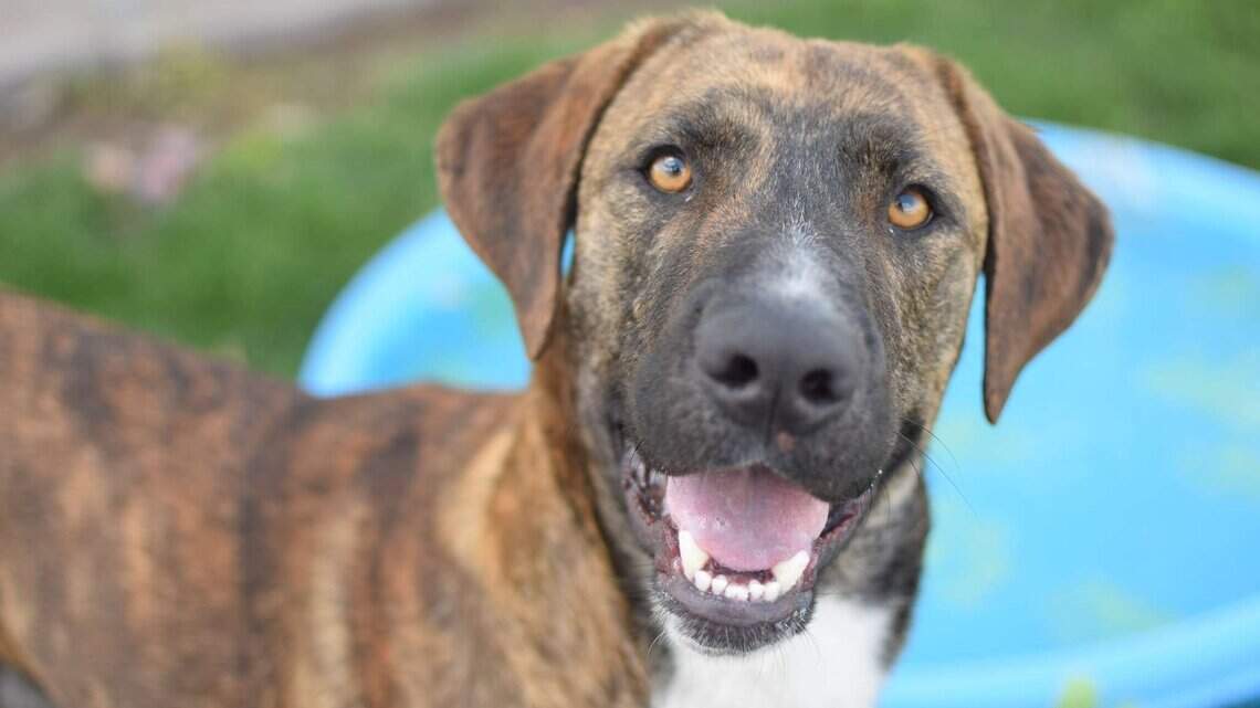 Canyon County Pet of the Week: Munster