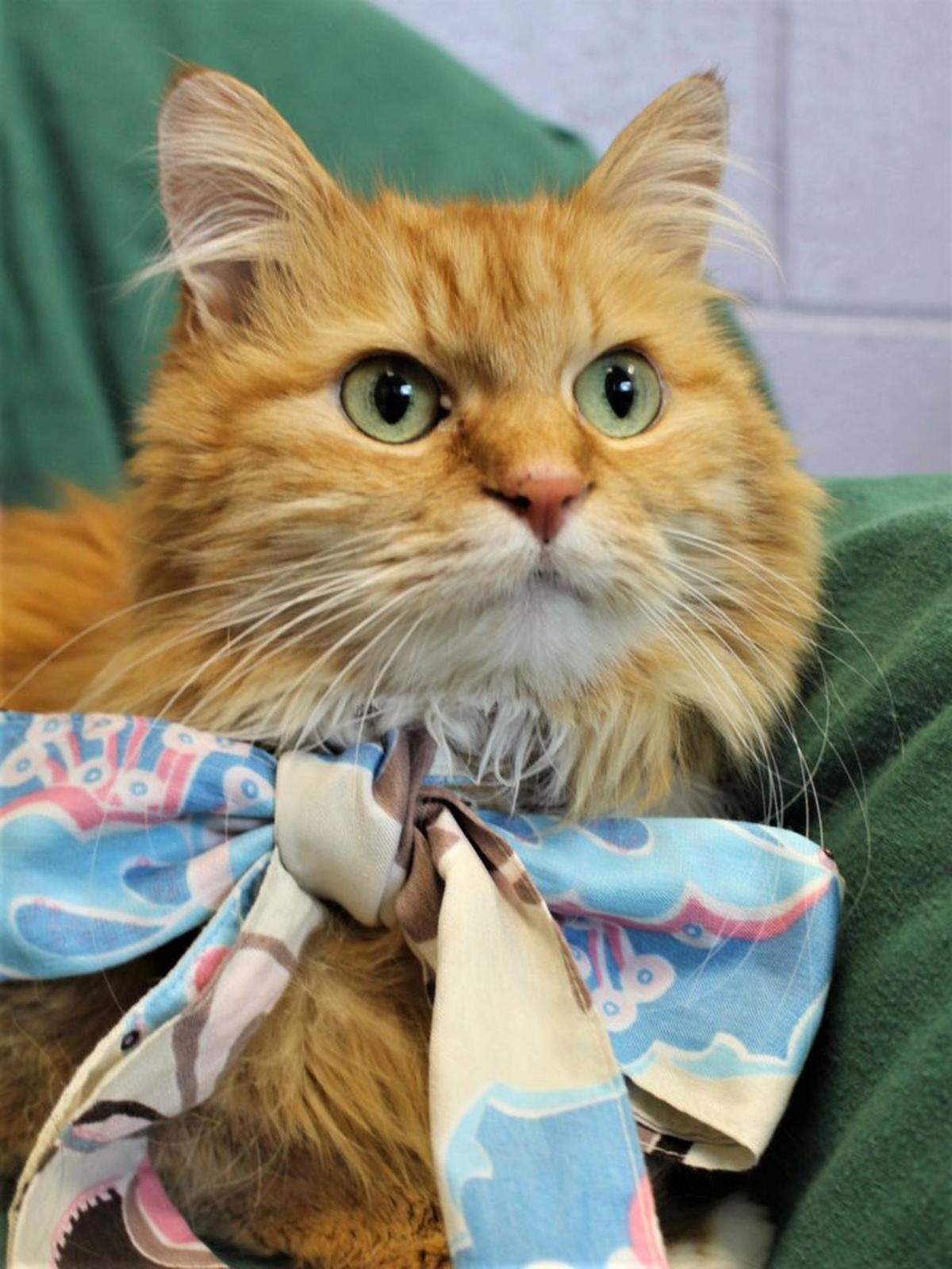 Sheilla is available for adoption from the Idaho Humane Society.