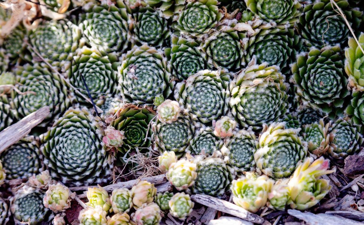 Succulents can be used in xeriscaping, a type of landscaping that uses drought tolerant plants instead of grasses to reduce or eliminate the need to water a yard a garden area.